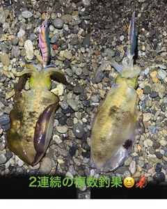 アオリイカの釣果