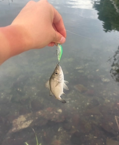 セイゴ（ヒラスズキ）の釣果