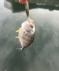 メッキの釣果
