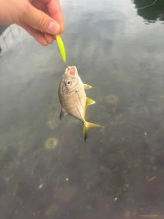 メッキの釣果