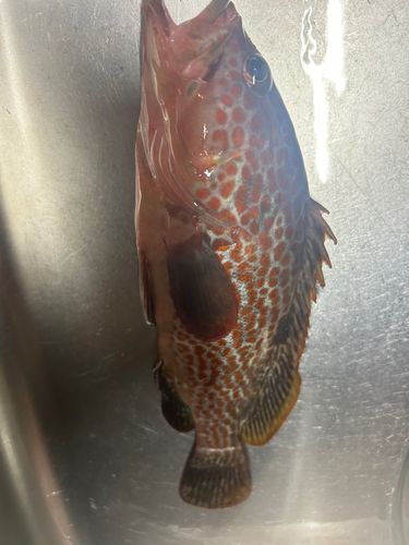 キジハタの釣果