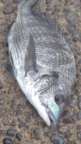 クロダイの釣果