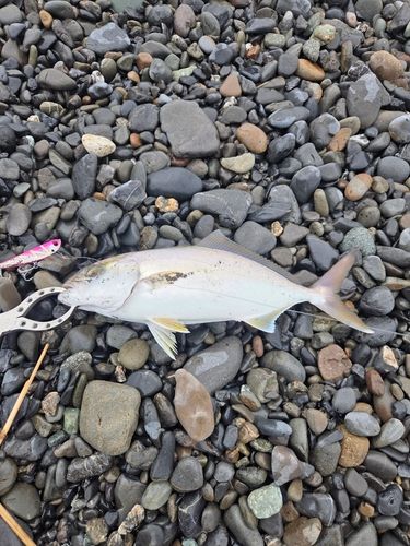 ショゴの釣果