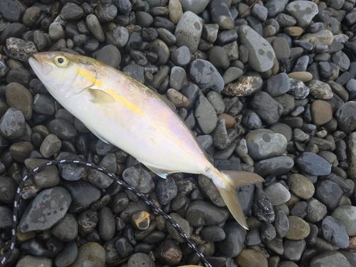 ショゴの釣果