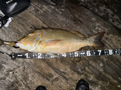 タマンの釣果