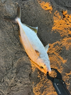 ショゴの釣果
