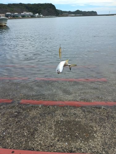 メッキの釣果