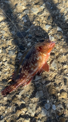 カサゴの釣果