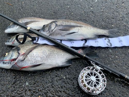 クロダイの釣果