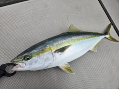 ワラサの釣果