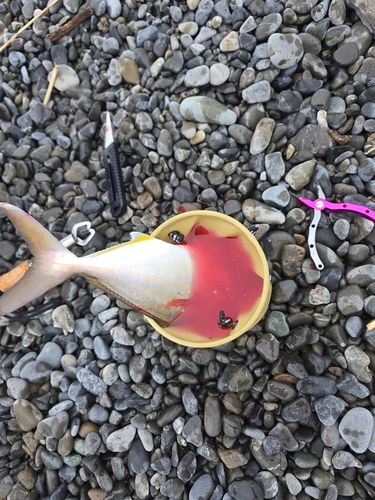 ショゴの釣果