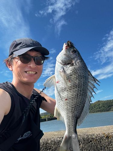 チヌの釣果