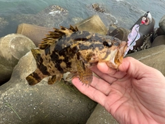 タケノコメバルの釣果