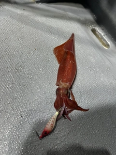 ケンサキイカの釣果