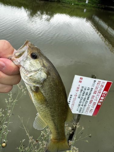ラージマウスバスの釣果
