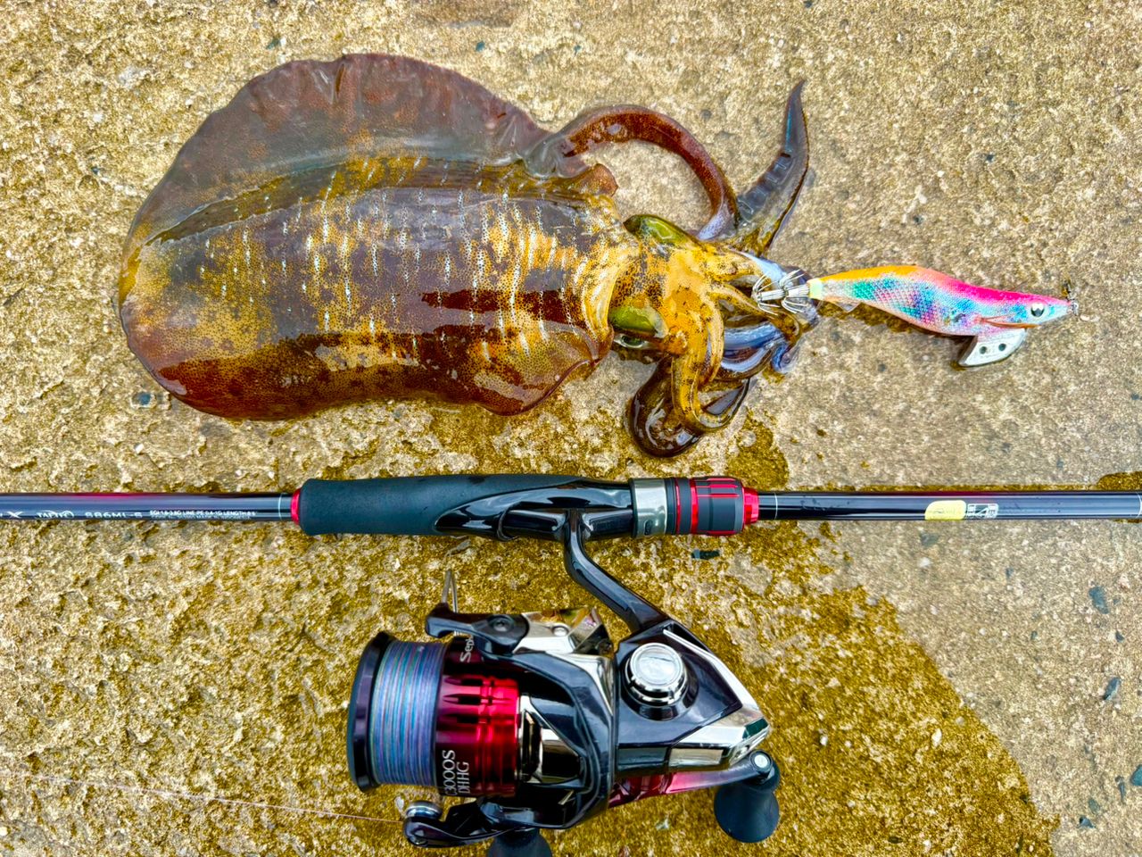 SHIMANO 22セフィア BB S86Mの最安値・インプレ・釣果 | 本音の口コミ