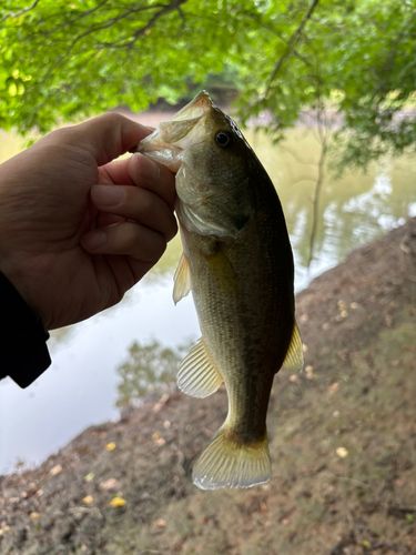 ラージマウスバスの釣果