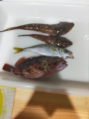 アジの釣果