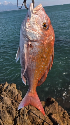 タイの釣果