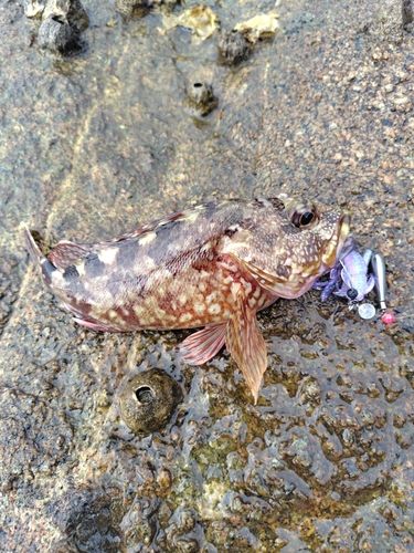 カサゴの釣果