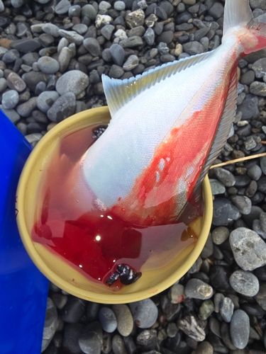 ショゴの釣果