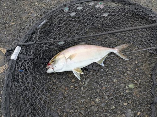 ショゴの釣果