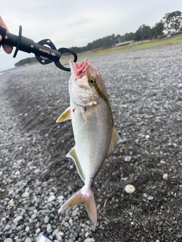 ショゴの釣果