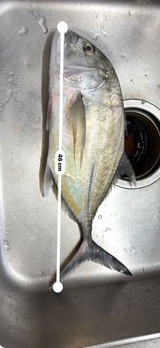 メッキの釣果