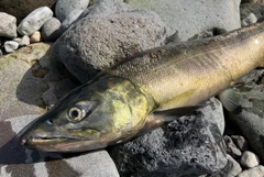アキアジの釣果