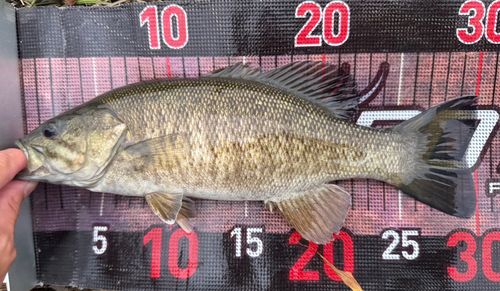 スモールマウスバスの釣果