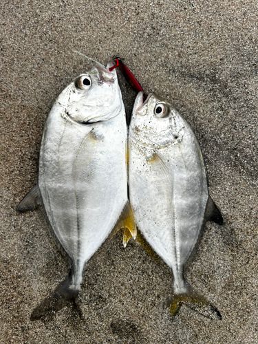メッキの釣果