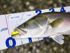 シーバスの釣果