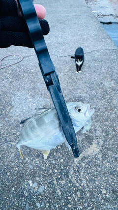 メッキの釣果