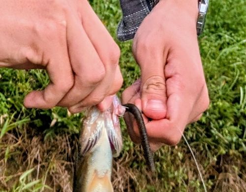 ブラックバスの釣果