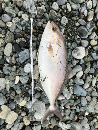 ショゴの釣果