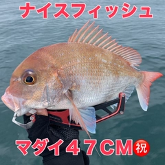マダイの釣果
