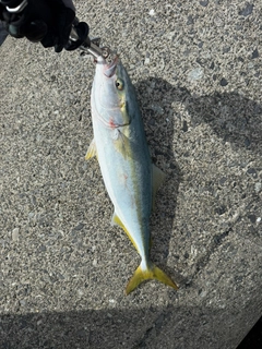イナダの釣果