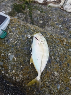 ギンガメアジの釣果