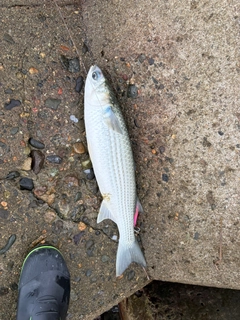 ボラの釣果