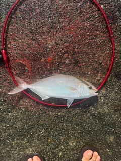 シオの釣果