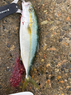 ワカシの釣果