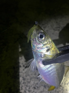 マアジの釣果