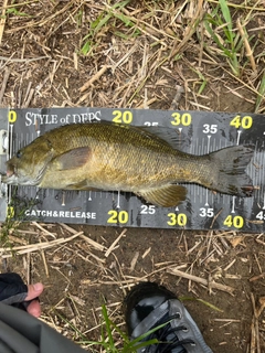 スモールマウスバスの釣果