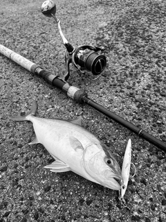 カンパチの釣果
