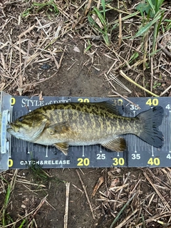 スモールマウスバスの釣果