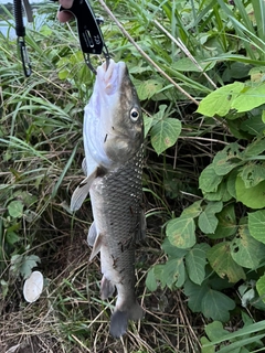 ニゴイの釣果