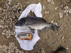 クロダイの釣果