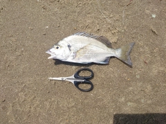 キビレの釣果