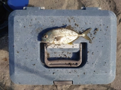 ギンガメアジの釣果