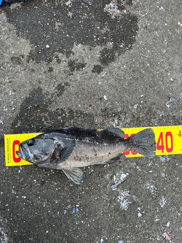 クロソイの釣果